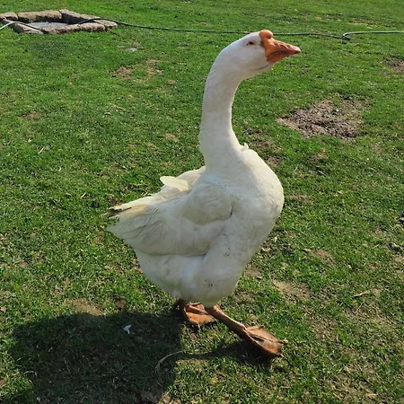 Sudecki Dym Z Kominkiem Kolo Karpacza. Prázdninový dům